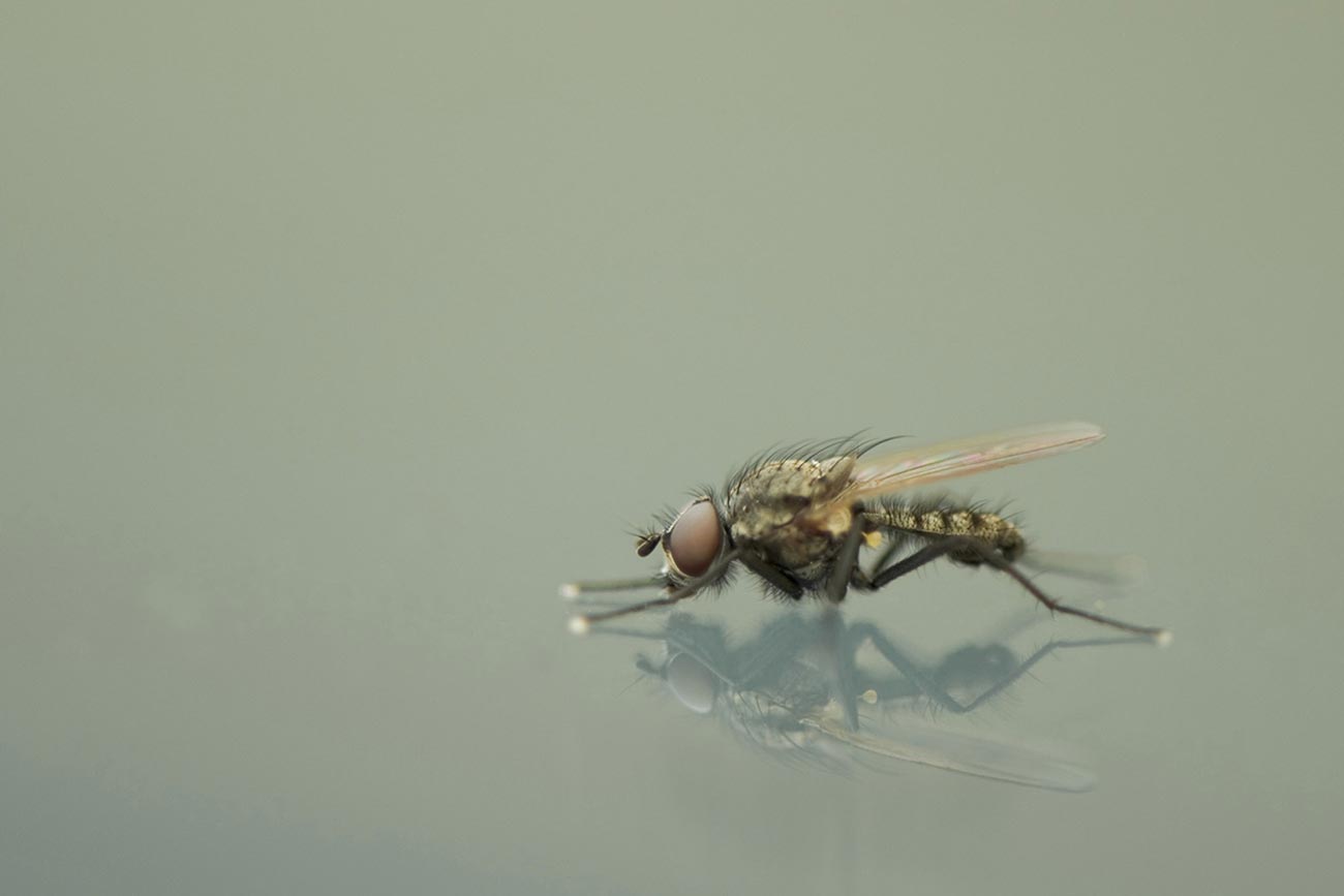 Macro fotografía de mosca