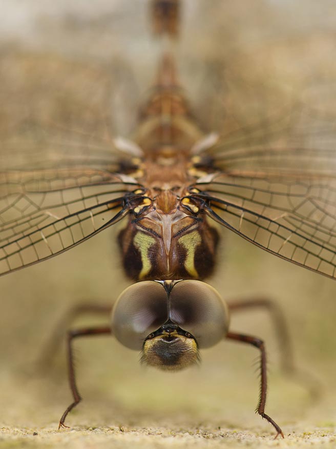 Macro fotografía de insecto